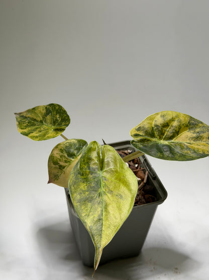 Alocasia Wentii Aurea