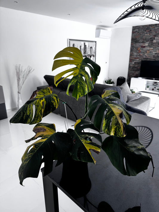 Monstera Aurea Variegata - Sur Mesure