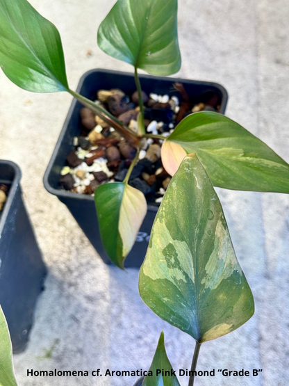 Homalomena cf. Aromatica « Pink Diamond » Lot 2