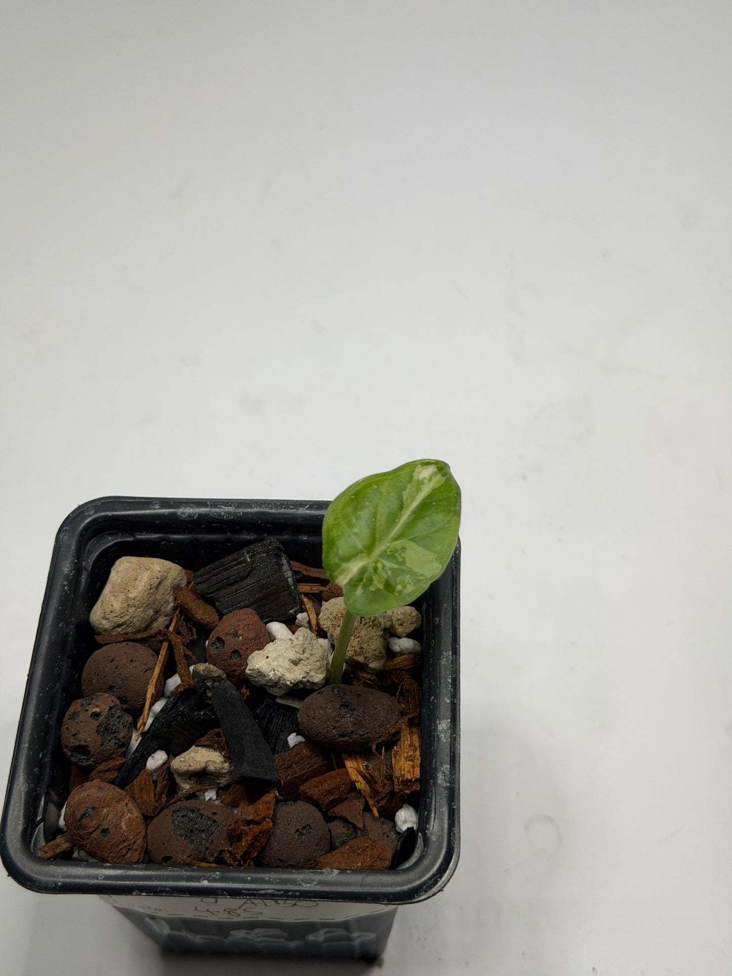 Alocasia Regal Shield Albo Variegata