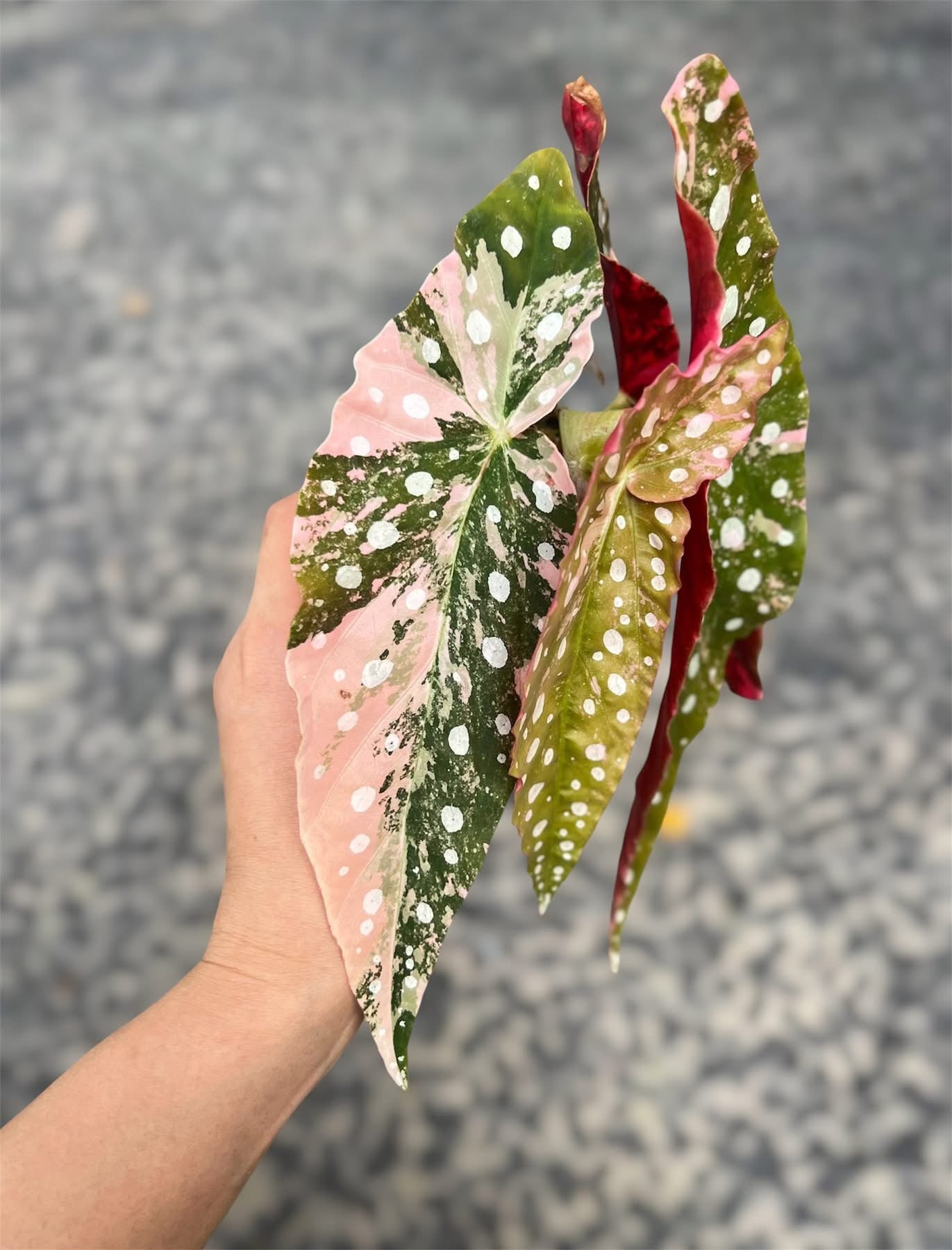 Begonia Maculata Pink