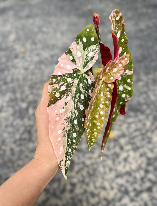 Begonia Maculata Pink