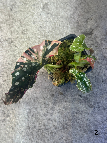 Bégonia Maculata Pink Variegata