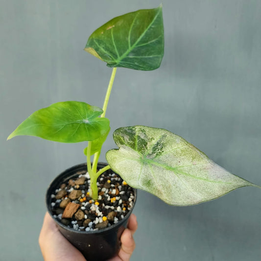 Alocasia Regal Shield Mint Variegata - Précommande Green and White Plants