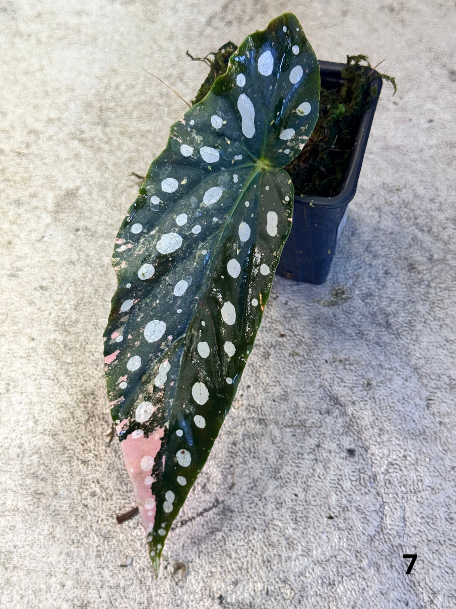 Bégonia Maculata Pink Variegata