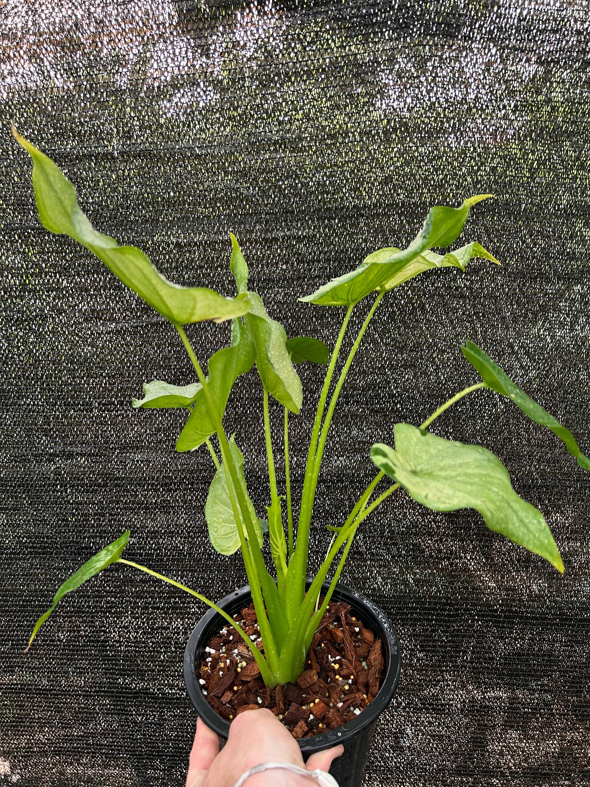 Alocasia Cucullata Full Mint - Précommande Green and White Plants