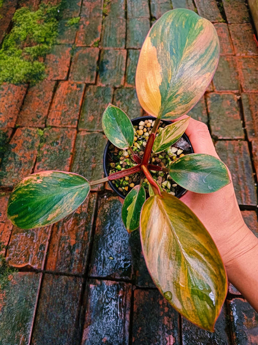 Philodendron Red Congo Variegata - Livraison 30 jours