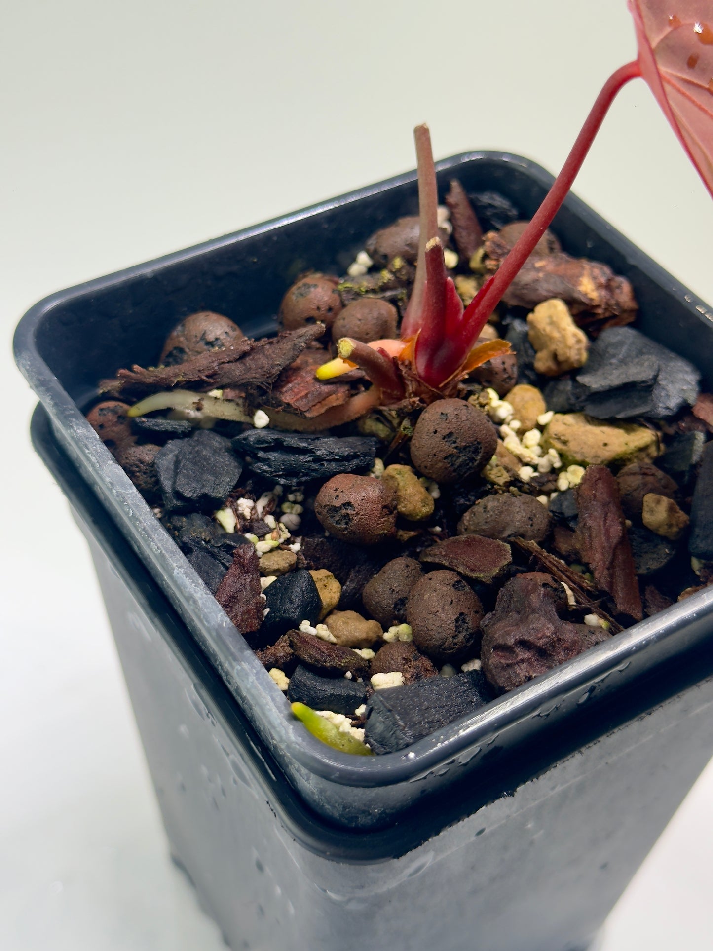 Anthurium Sagittatum x Red Dark Phoenix