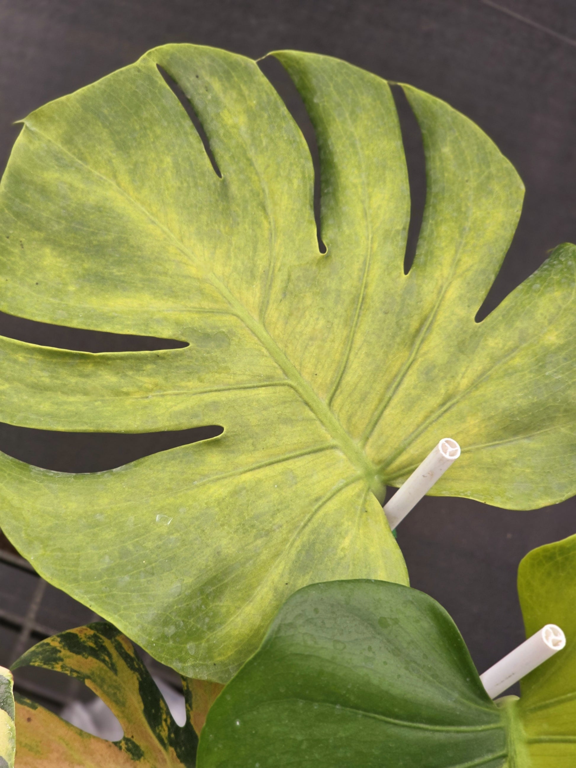 monstera deliciosa feuille jaune Monstera Deliciosa Light Lime – Plante tropicale rare lumineuse – Green and White Plants