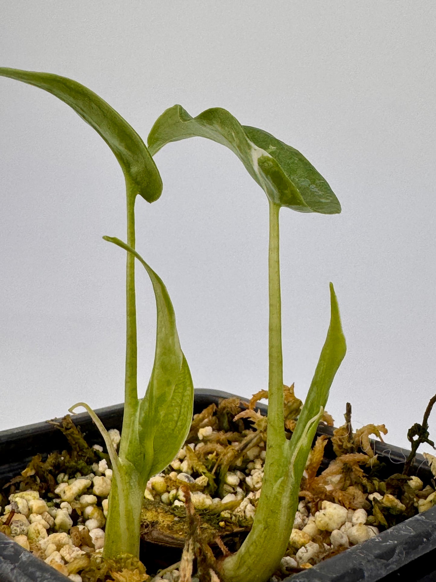 Alocasia Cuculatta « Wagyu » Albo Variegata