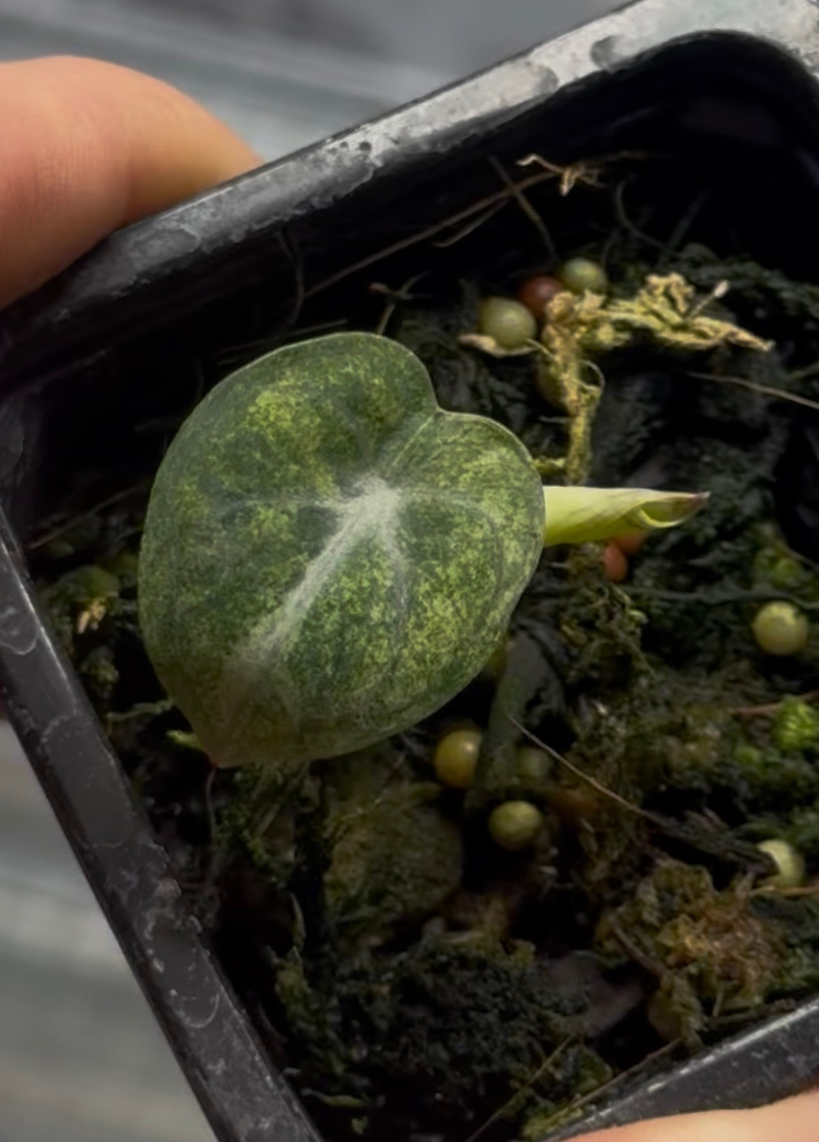 Alocasia Golden Bone Pink/Mint Variegata