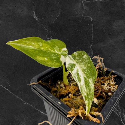 Alocasia Cuculatta « Wagyu » Albo Variegata