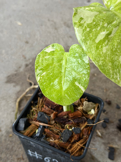 Monstera Green Snow