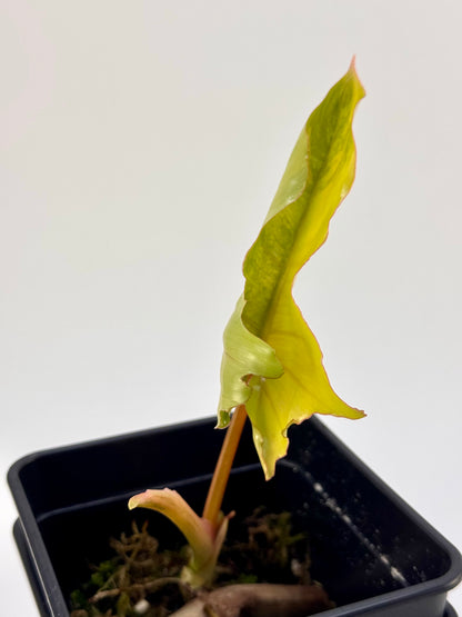 Philodendron Florida Beauty x Mayoi Variegata