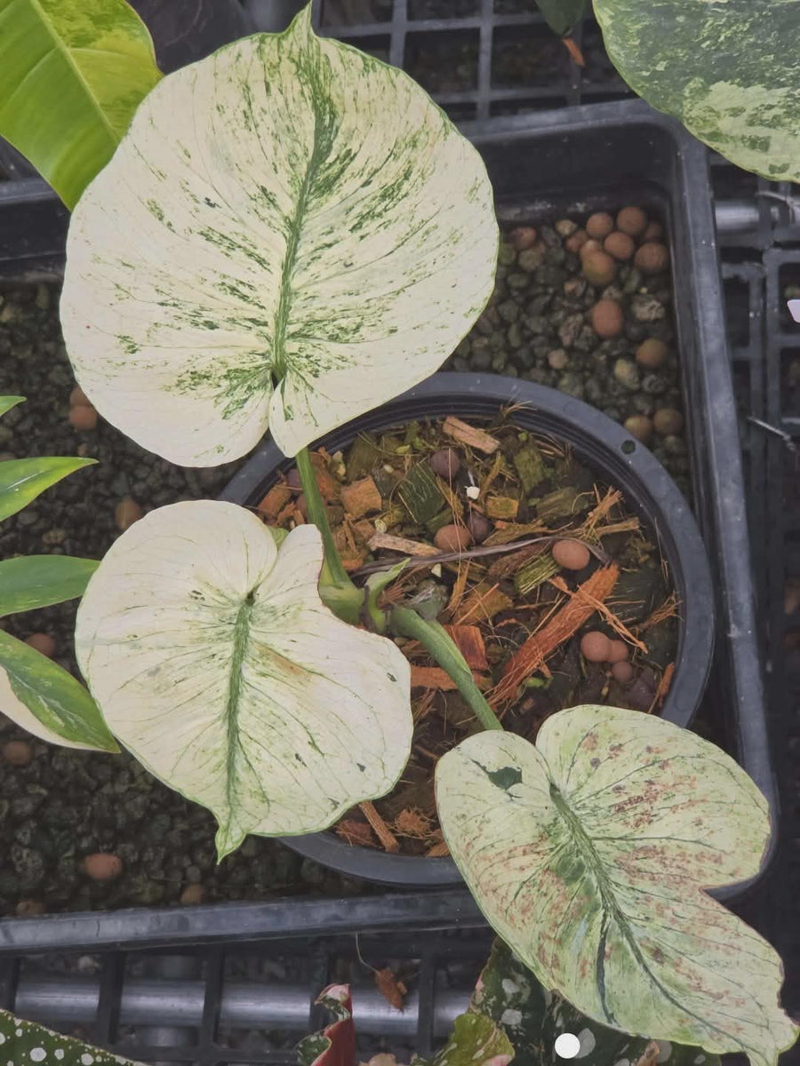Monstera Mint Siam