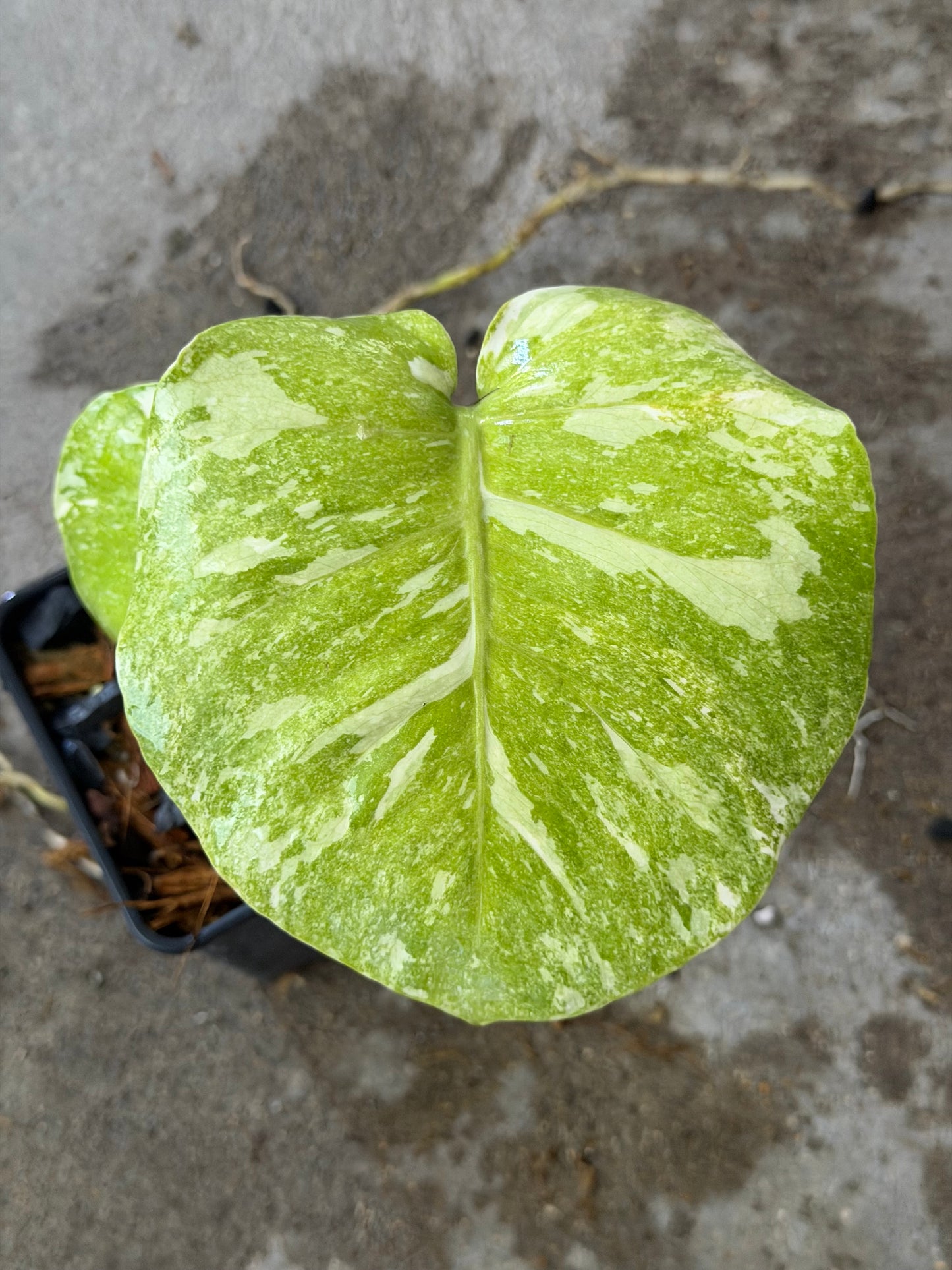 Monstera Green Snow