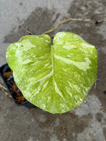 Monstera Green Snow