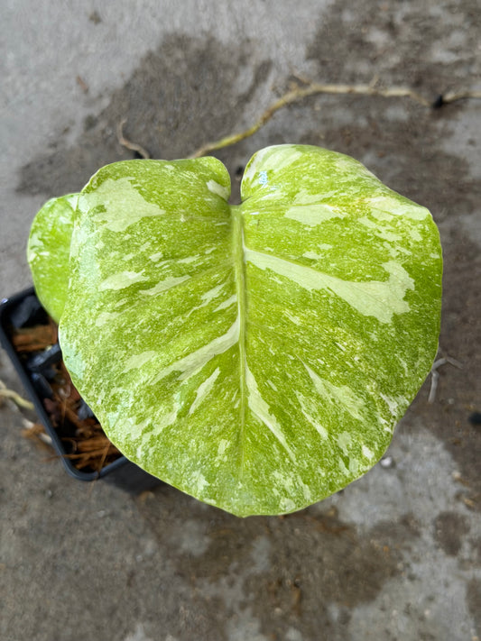 Monstera Green Snow