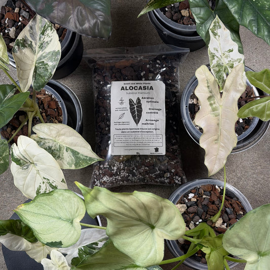 Substrat Alocasia Professionnel