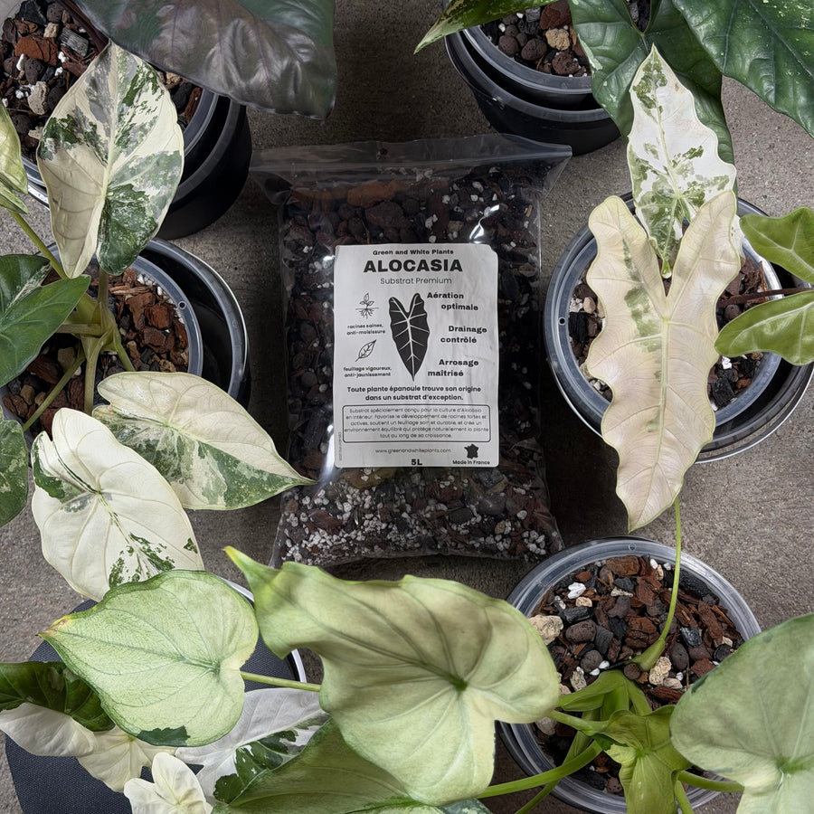 Substrat Alocasia Professionnel