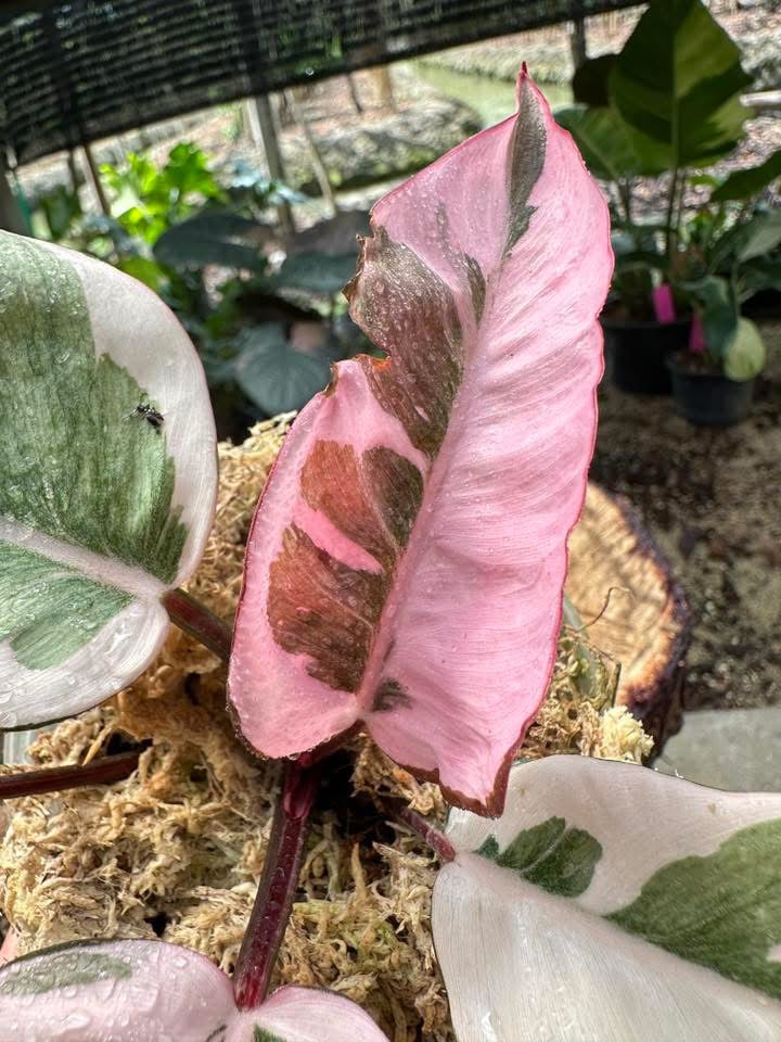 is the pink princess philodendron rare Philodendron Pink Princess Mutation – Rare Tropical Plant – Green and White Plants