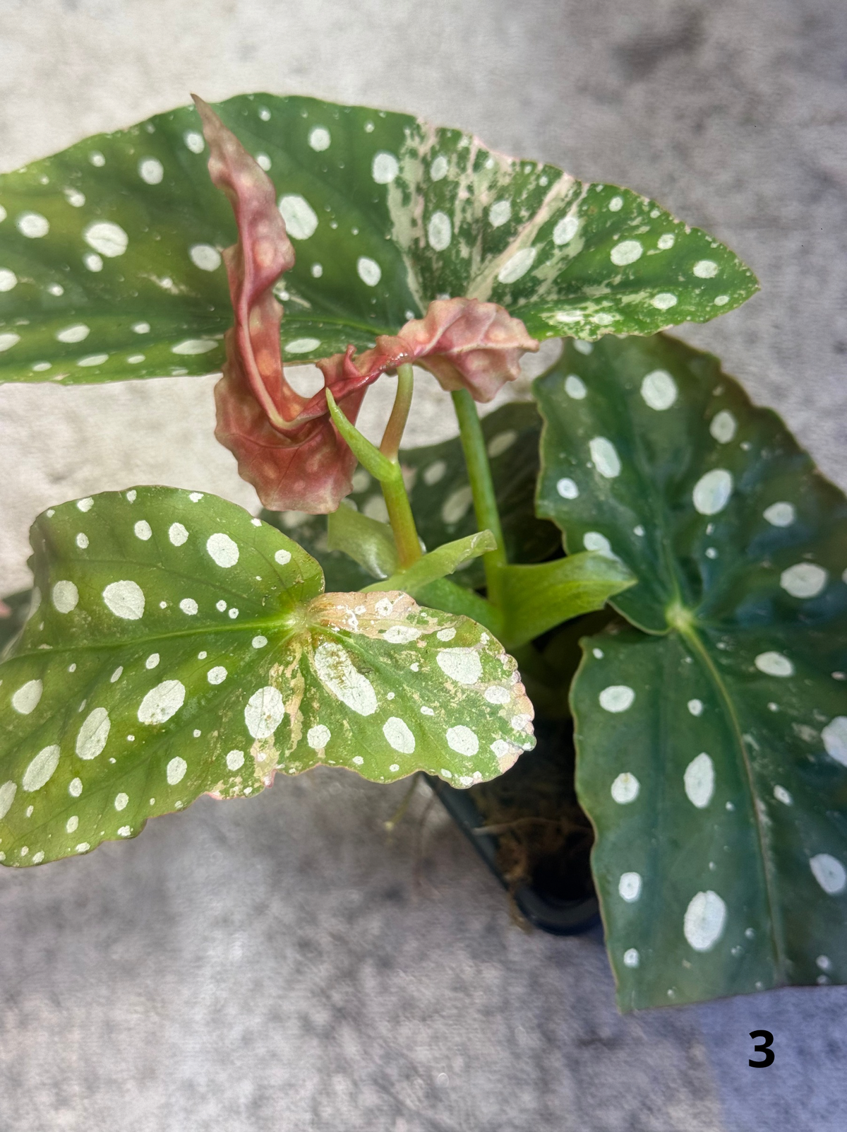 Bégonia Maculata Pink Variegata