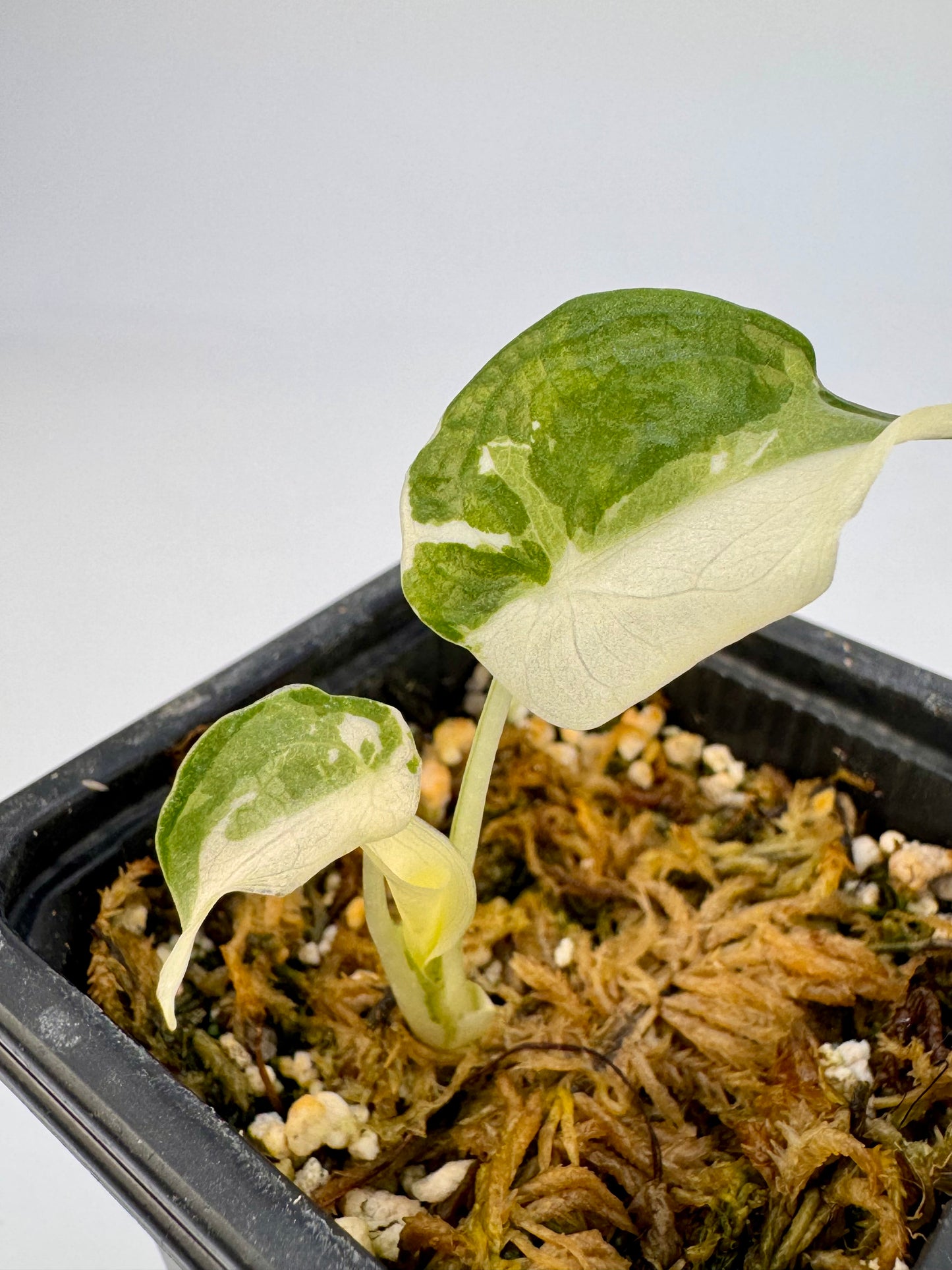 Alocasia Cuculatta « Wagyu » Albo Variegata