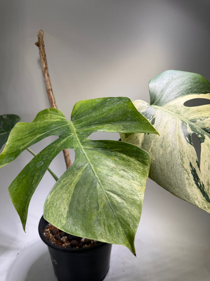 Monstera Jungle Mint