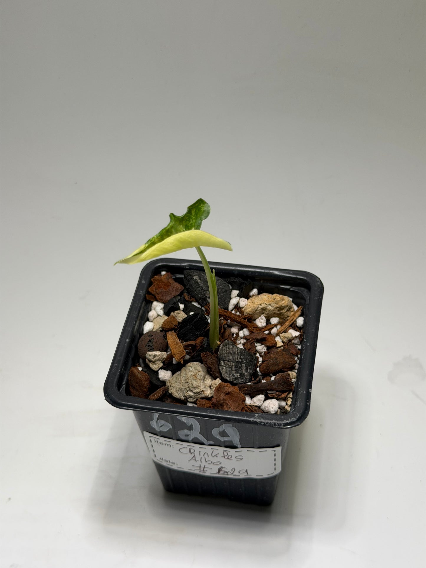 Alocasia Cucullata Crinkless Albo