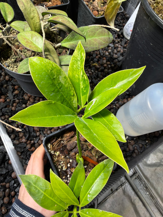 Philodendron Goeldii Variegata