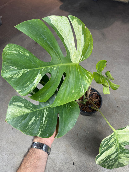 Monstera Jungle Mint