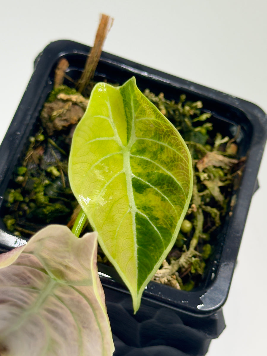 Alocasia Watsoniana Doff Pink
