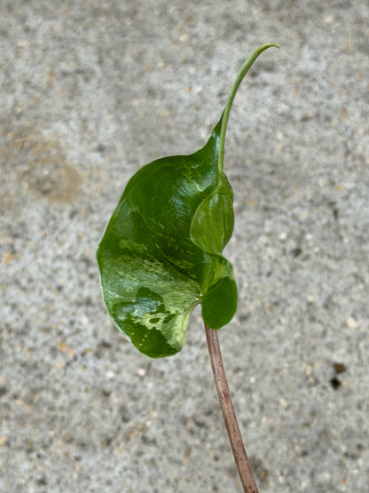 Alocasia Stingray Marble Mint