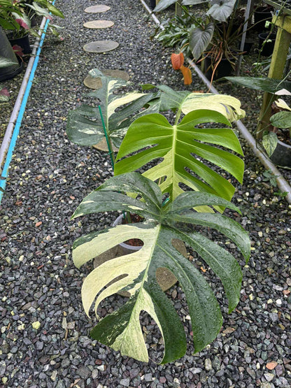 monstera jungle mint Monstera Jungle Mint – Rare minty variegated plant – Green and White Plants