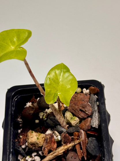 Alocasia Macrorrhizos Aracea Sp. Borneo Aurea