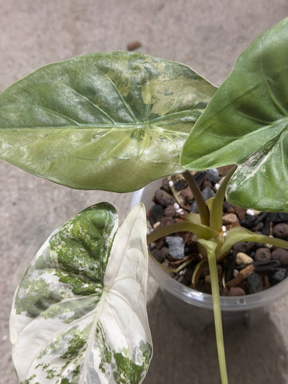 Alocasia Wentii Pink