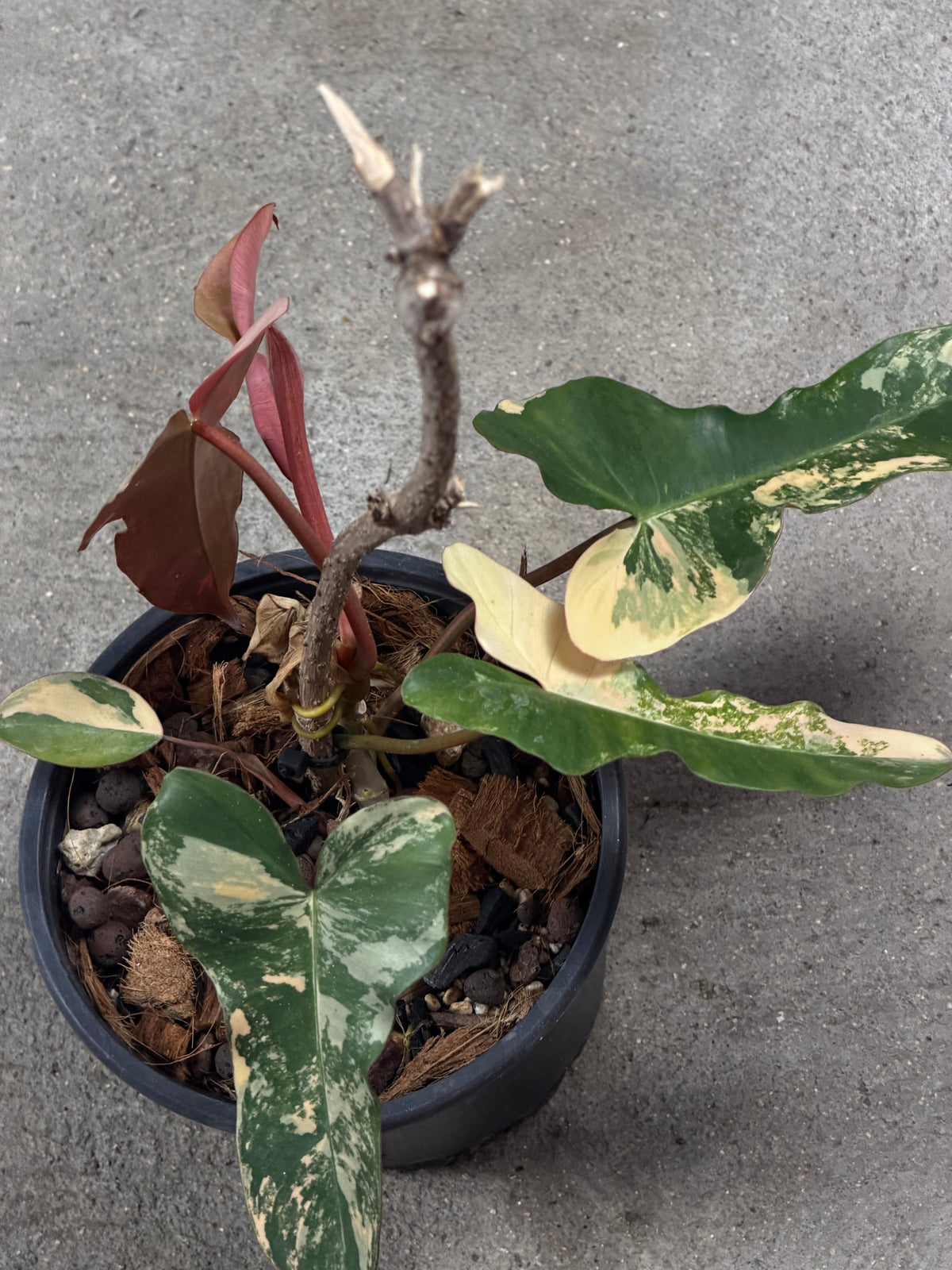 Philodendron Black Billitiae x Florida Beauty