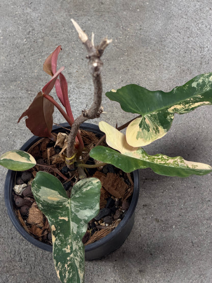 Philodendron Black Billitiae x Florida Beauty