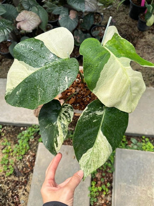 Monstera Jungle Mint Variegata - Livraison 30 jours