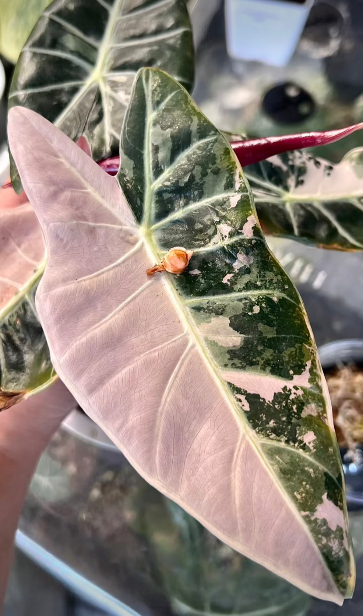 Alocasia Grandis Pink - Knolle (Vorbestellung)
