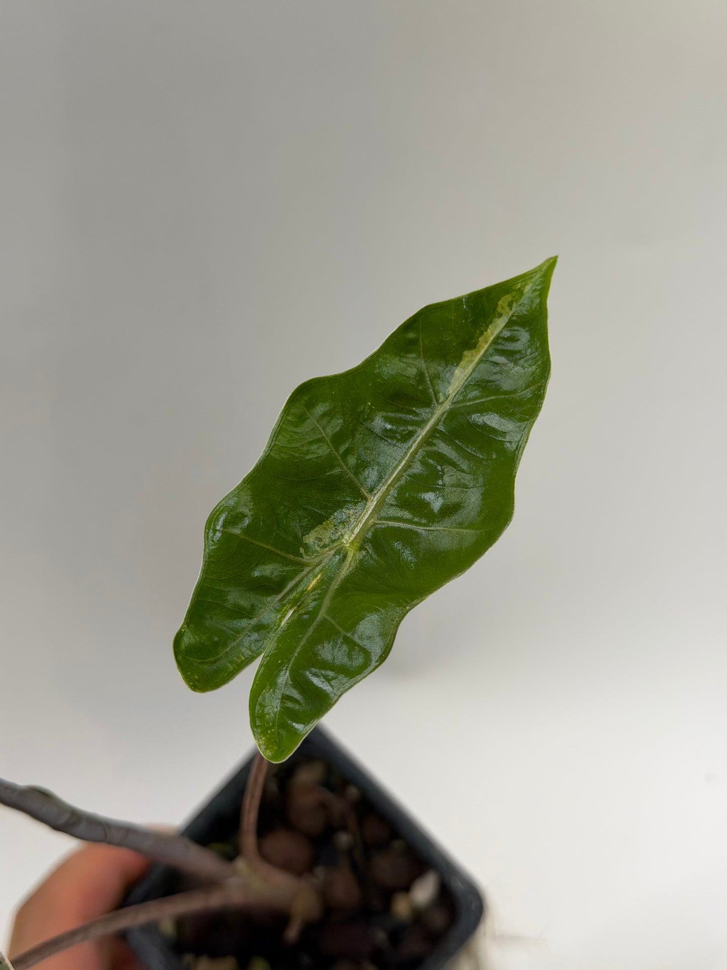 Alocasia Pseudo Sanderiana Pink
