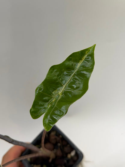 Alocasia Pseudo Sanderiana Pink