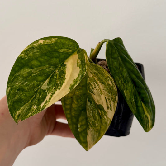 Monstera Karstenianum Peru Variegata Green and White Plants