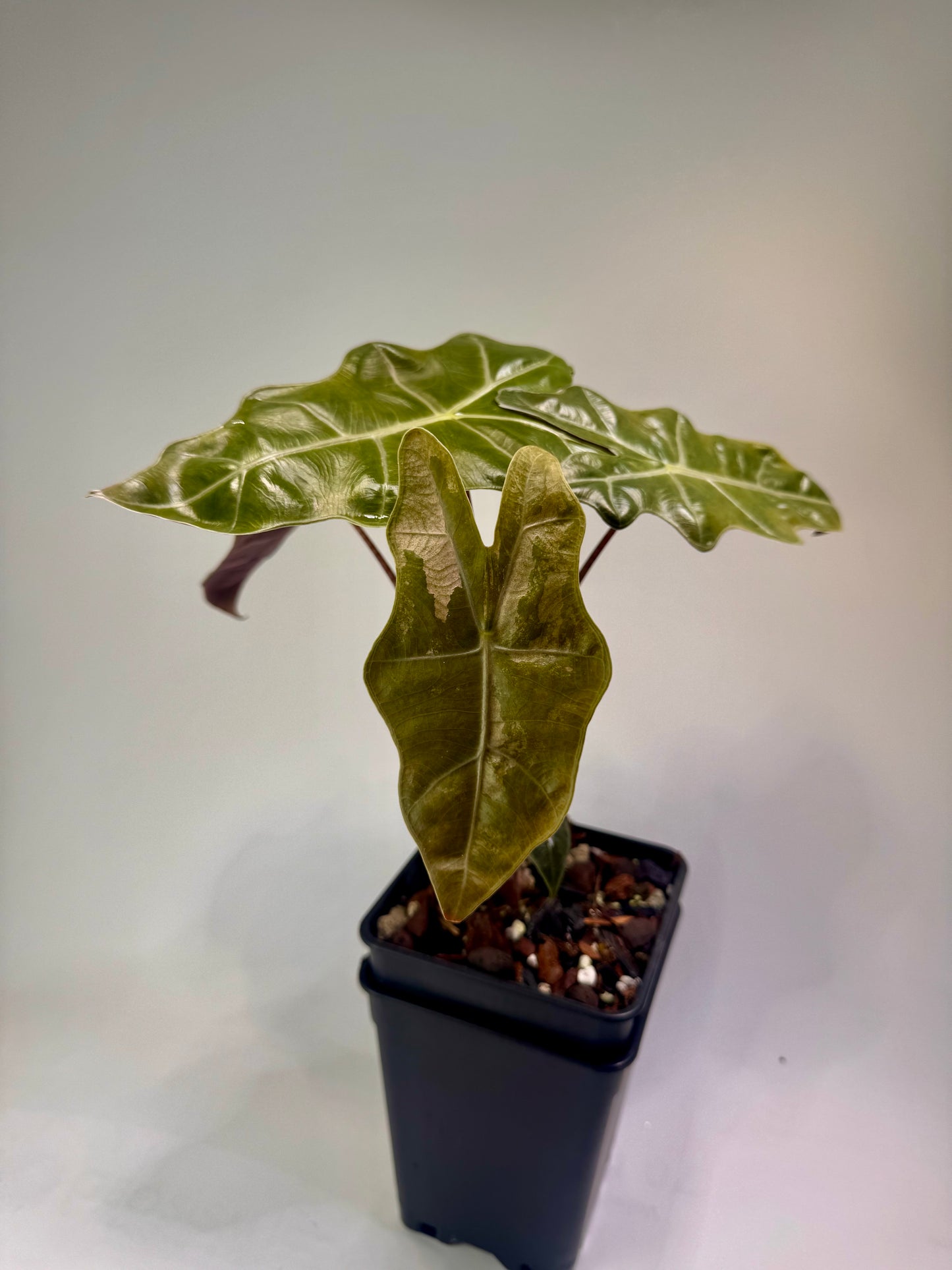 Alocasia Pseudo Sanderiana Pink