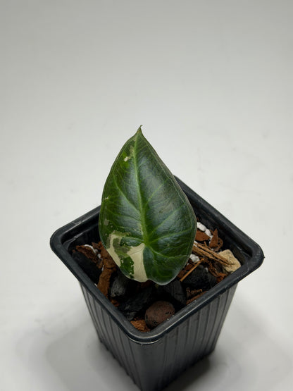 Alocasia Regal Shield Albo Variegata