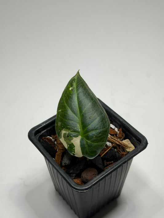 Alocasia Regal Shield Albo Variegata