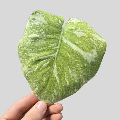 Monstera White Snow