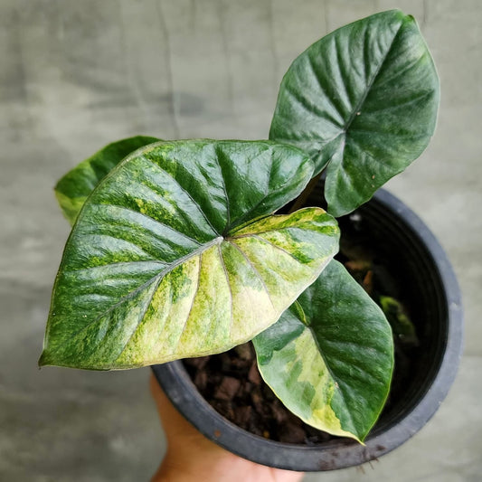 Alocasia Serendipity Gold - Précommande Green and White Plants