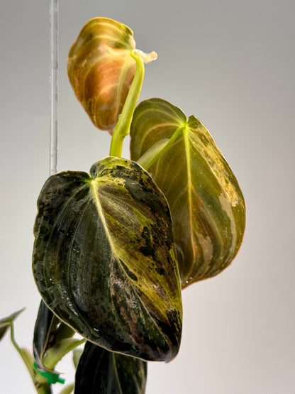 Philodendron Melanochrysum Variegated TC (Acclimated)