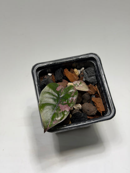 Alocasia Serendipity Pink